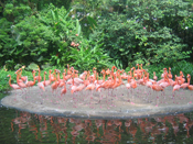 FLAMINGO BEACH RSORT